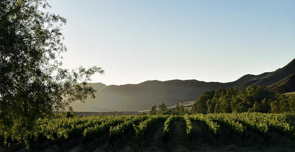 "Al Fresco" Colombard & Chenin Blanc - 2023